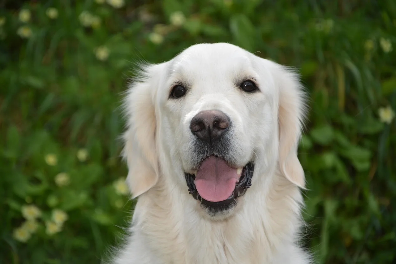 dog, bitch mollie golden retriever, dog for assistance, evil person seeing, nature, beautiful bitch, cute, pet, animal, canine, domestic animal, pets. How Landlords Document Assistance Animal Denials
