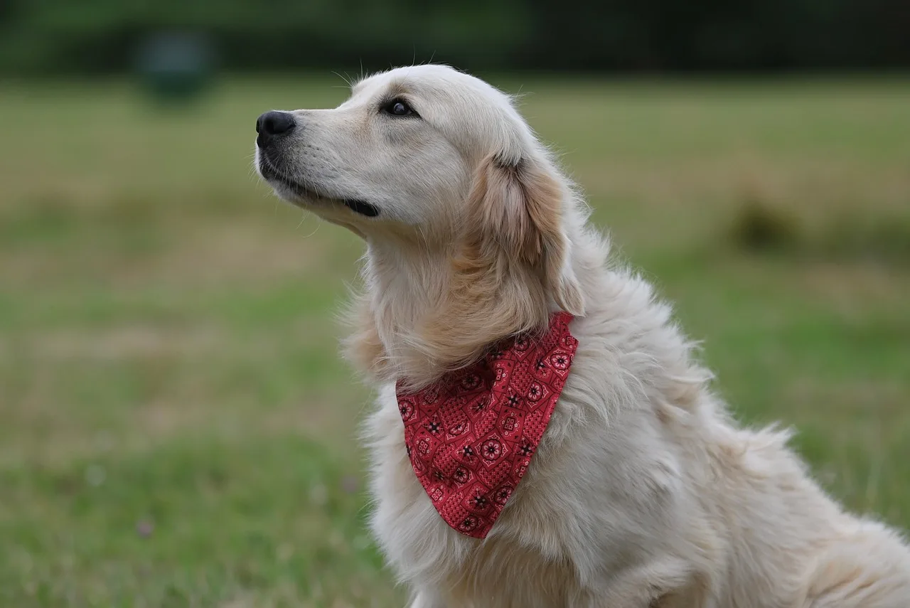 dog golden retriever, golden male, service dog, nature, animal. Service Animal vs Assistance Animal Landlord Guide