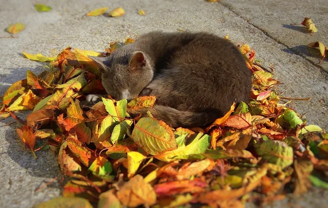 cat, animal, autumn, pet, gray, letter, learn more sleeping. How Should a Landlord Verify an Emotional Support Animal Letter?